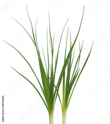 Green grass isolated on white background and texture, clipping