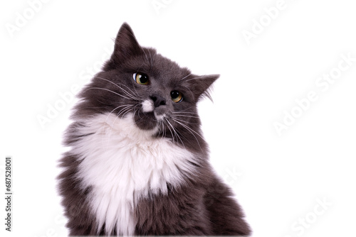Portrait of a cute Cat with smoky color fur and white breast. Young gray cat watching the camera. Domestic cat photo.