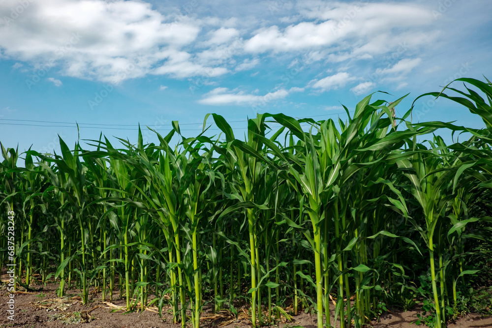 The image shows a corn field with tall green stalks and leaves under a blue sky with white clouds. The image shows a corn field with tall green stalks and leaves under a blue sky with white clouds.