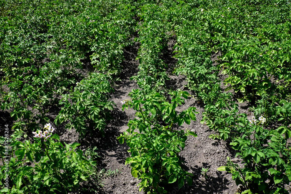 The image shows rows of potato plants with white flowers.
