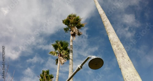 シャワーヘッドと風に揺れる椰子の木。 photo
