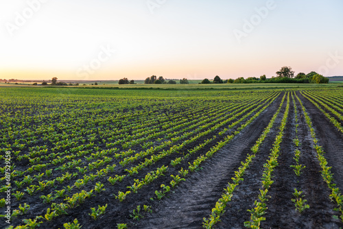 Landscape rows of young sugar beetroot plants. Young beat sprouts during the period of active growth. Agriculture process.