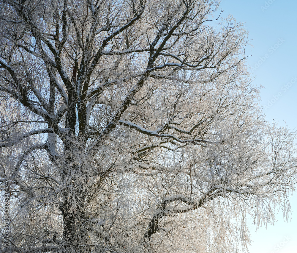 Big willow tree in winter, branches covered with frost. Low angle view against blue sky. Big willow tree in winter, branches covered with frost. Low angle view against blue sky.
