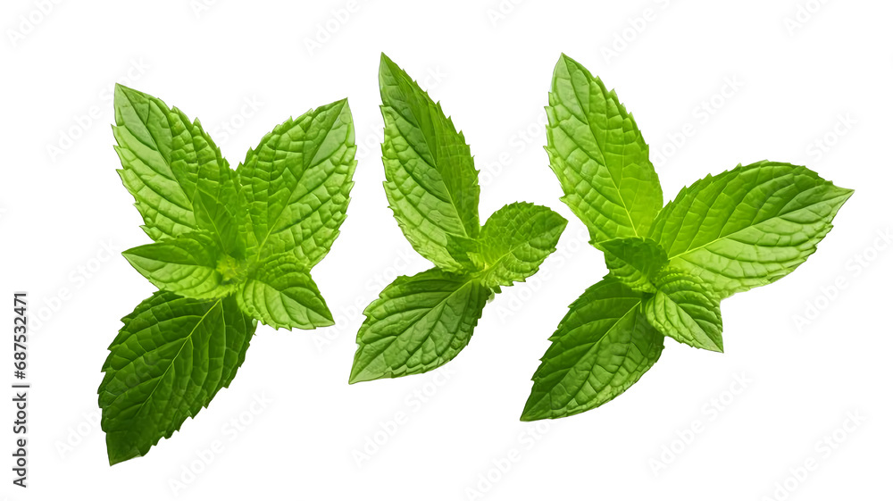 Fresh Mint Leaves and Sprigs Isolated on Transparent White Background, Fragrant Aromatic Herb, Ideal Ingredient Showcasing Flavorful and Spicy Culinary Herbs Fresh Mint Leaves and Sprigs Isolated on Transparent White Background, Fragrant Aromatic Herb, Ideal Ingredient Showcasing Flavorful and Spicy Culinary Herbs