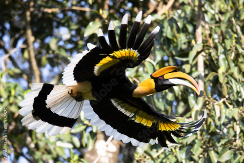 Beautiful adult male Great hornbill, also known as concave-casqued hornbill, great Indian hornbill or great pied hornbill, uprisen angle view, side shot, spread wings and flying. photo