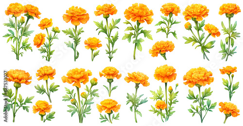  marigold watercolor illustration clipart. Generative AI photo