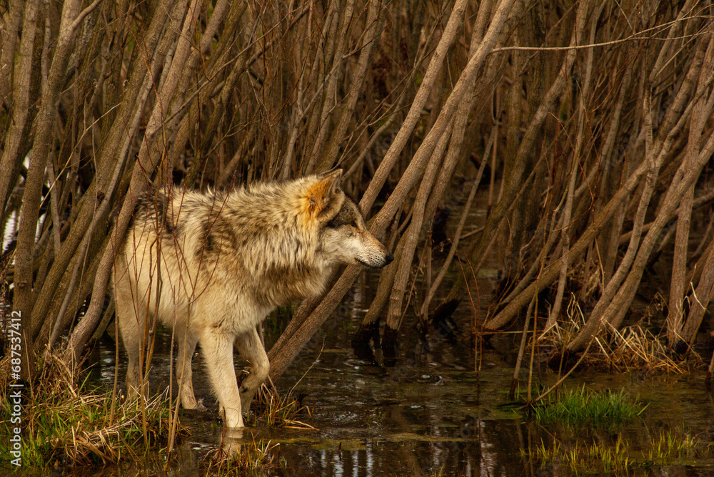 Fototapeta premium Wolf on the lookout
