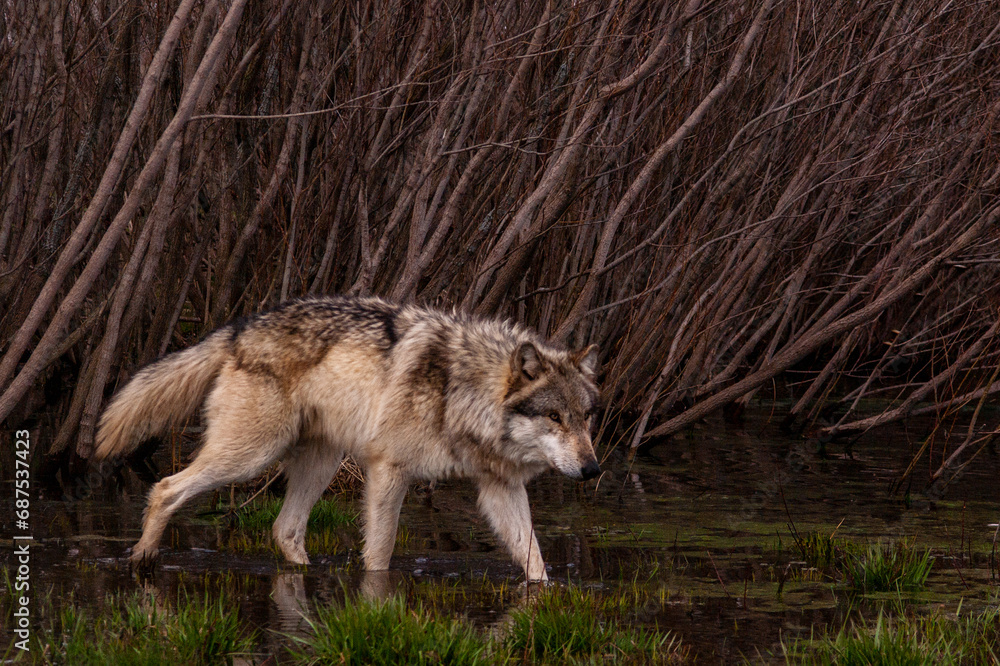 Obraz premium Wolf on the prowl