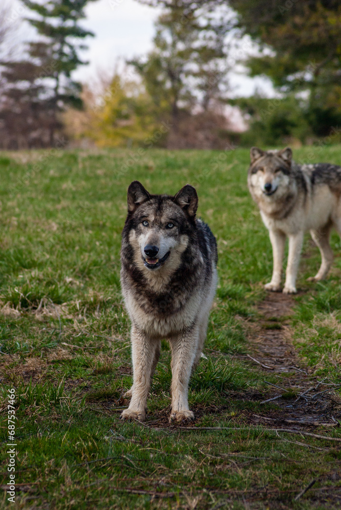 Wolves on the lookout