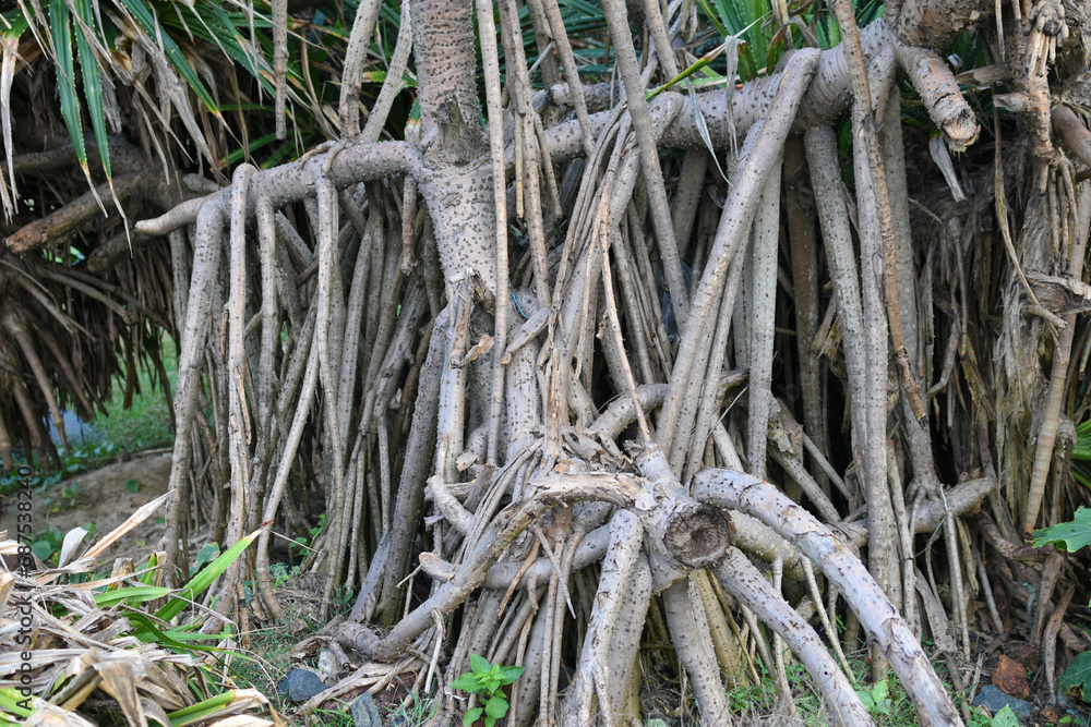 Closeup stilt or prop roots of mangrove tree on the mangrove forest. Mangrove aerial roots. Supporting stilt roots of mangrove trees. The root system of mangroves. Blue carbon sink concept. Closeup stilt or prop roots of mangrove tree on the mangrove forest. Mangrove aerial roots. Supporting stilt roots of mangrove trees. The root system of mangroves. Blue carbon sink concept.