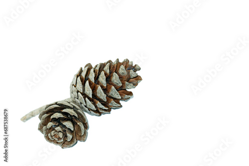 Cones of the Turkish pine (Pinus brutia) in the autumn photo
