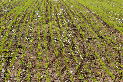 The seedlings rows in a winter wheat planted field in Decemberin the eastern Mediterranean region photo