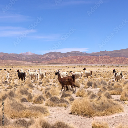 Free-grazing llamas on a plateau in the Andes, Bolivia © Artur Nyk