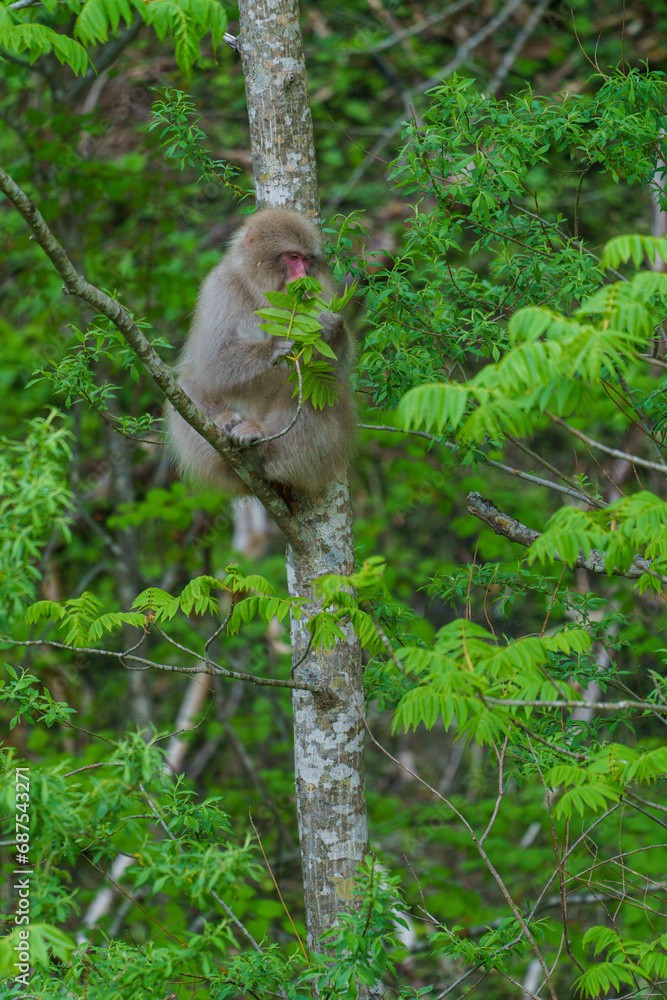 Obraz premium 北限の野生のニホンザル 青森下北半島