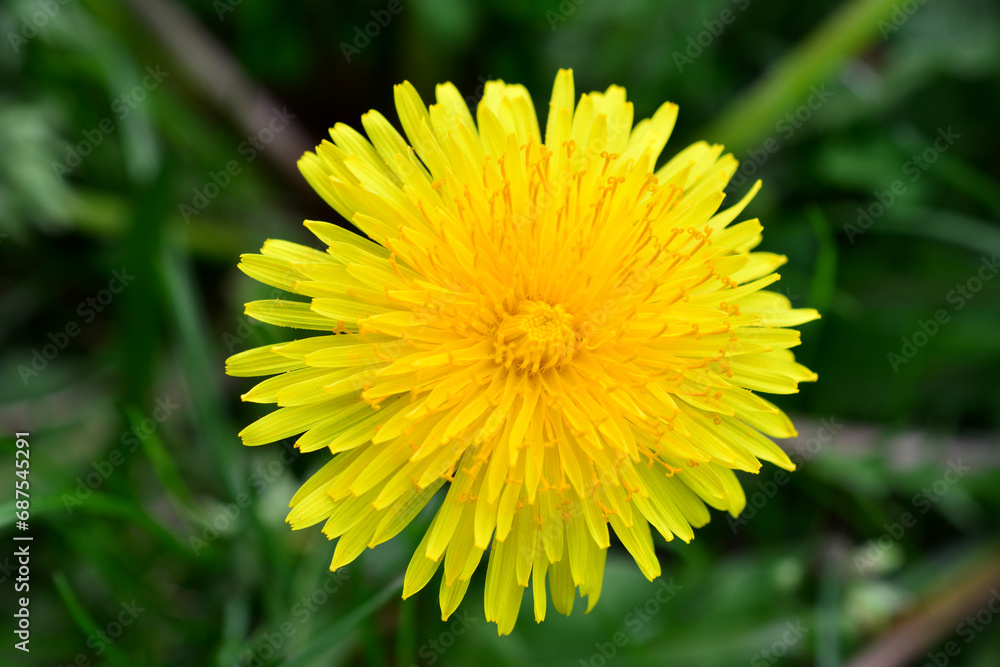 yellow dandelion flower head isolated on green background close up yellow dandelion flower head isolated on green background close up