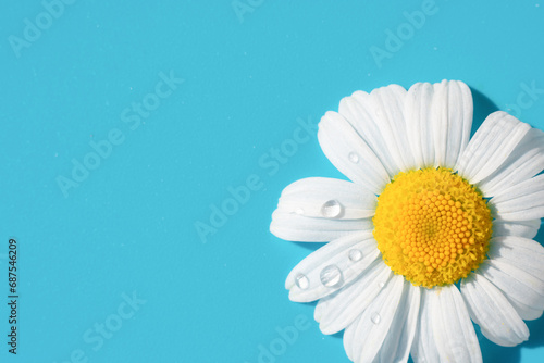 Photos Single soft chamomile daisy flower with white petals and yellow core on blue background with little water drops glowing on bright sunlight