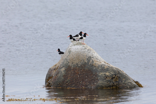 Bild auf Leinwand A flock of Eurasian oystercatchers stands on a large rock