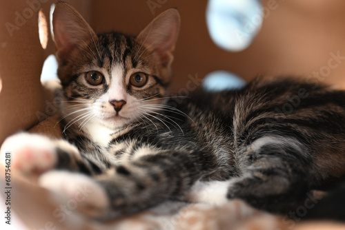 Canvas Print Ocicat kitten in a cardboard box and looking directly at the camera