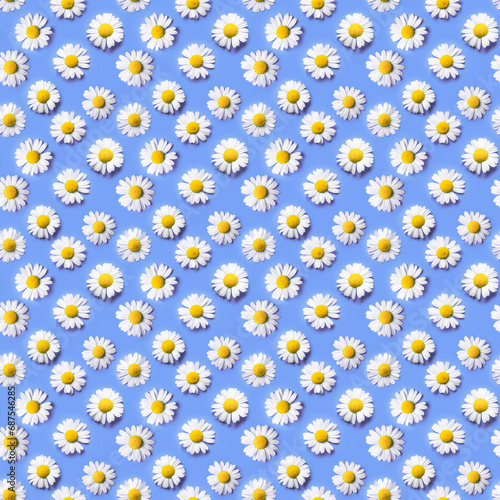 Seamless pattern made of lots of delicate daisy chamomile flowers on violet background with shadows on bright sunlight.