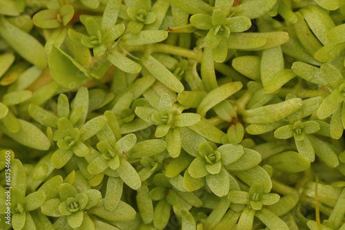 Detailed closeup on the Pedunculate water-starwort, Callitriche brutia photo