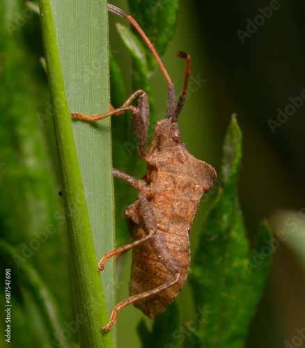dock bug, Coreus, sitting on a plant stem
