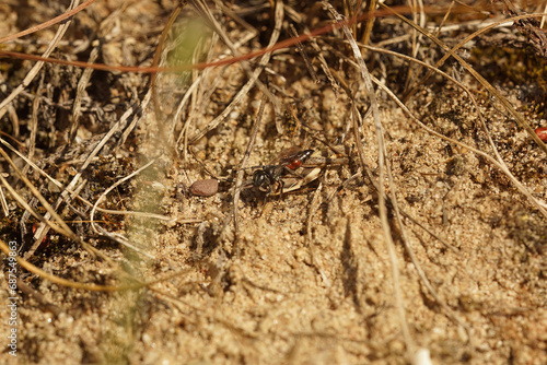 Closeup on a Tachysphex pompiliformis wasp with a grasshopper as prey