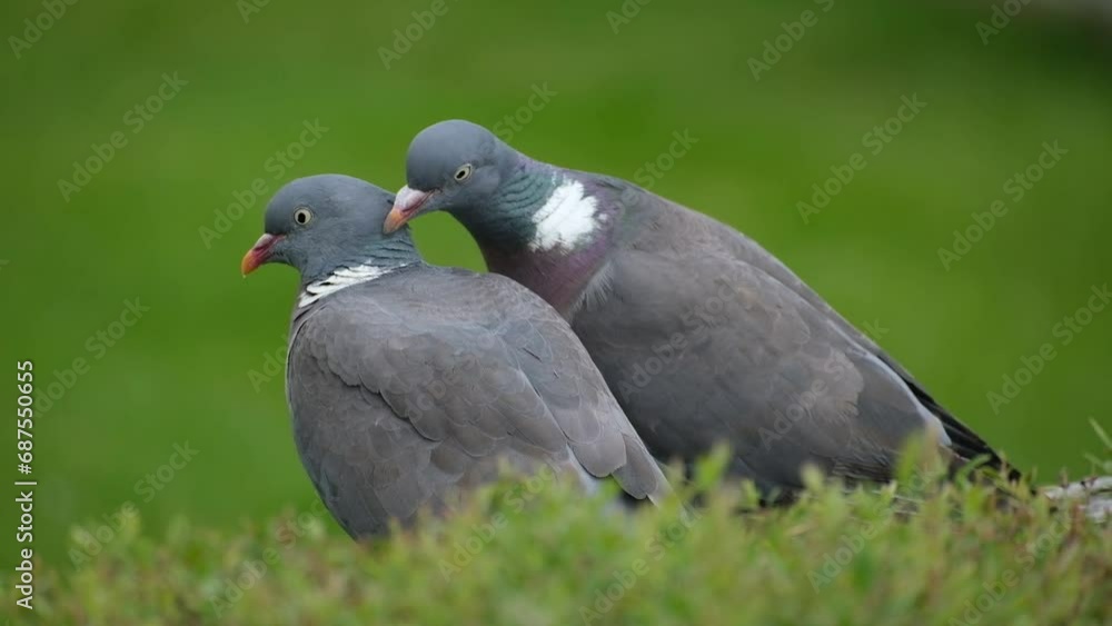 The common wood pigeon, also known as simply wood pigeon, is a large species in the dove and pigeon family, native to the western Palearctic The common wood pigeon, also known as simply wood pigeon, is a large species in the dove and pigeon family, native to the western Palearctic