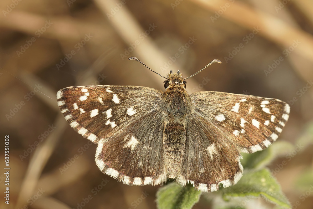 Fototapeta premium Closeup on a small brown Southern Grizzled skipper butterfly, Pyrgus malvoides, with spread wings