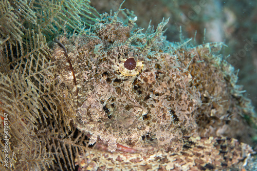 scorpion fish camouflaged 