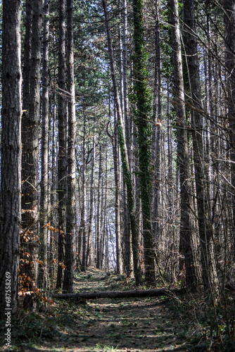 Fototapeta Naklejka Na Ścianę i Meble -  pine forest in the autumn