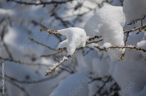 branches covered with snow