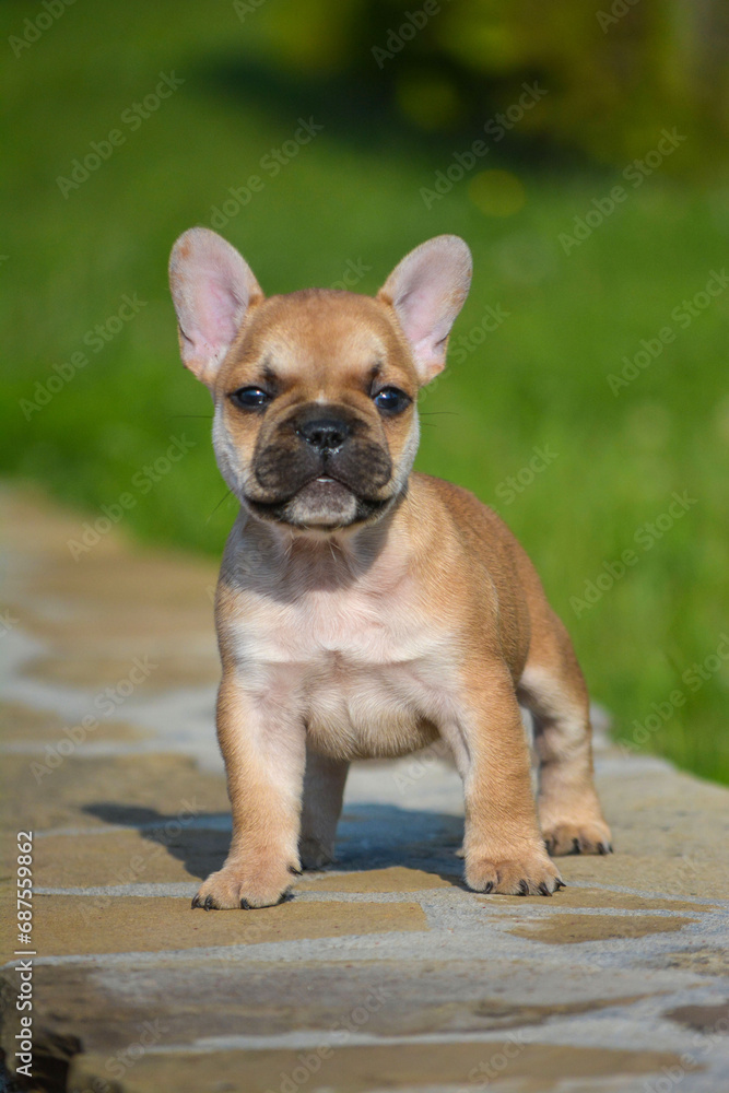 english bulldog puppy