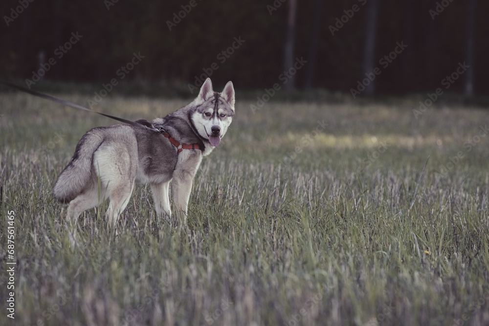Beautiful purebred husky on a walk in nature.