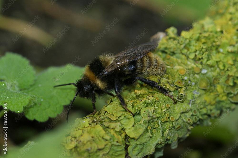 Closeup on a cleptoparasite Field cuckoo-bee , Bombus campestris sitting on a twig Closeup on a cleptoparasite Field cuckoo-bee , Bombus campestris sitting on a twig