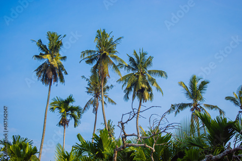 View of coconut trees with a large number and blue sky background