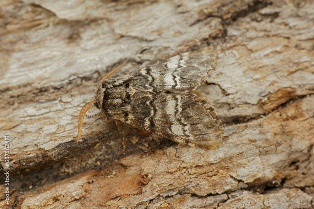 Closeup on white striped Drymonia ruficornis, the lunar marbled Closeup on white striped Drymonia ruficornis, the lunar marbled