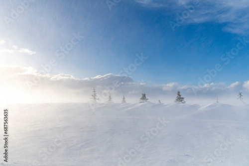 Low angle view of a heap of snow pushed up by a blizzard storm against a row of pine trees in Iceland with snow swirling in the air partly obscuring a clear view, against a white clouded blue sky 
