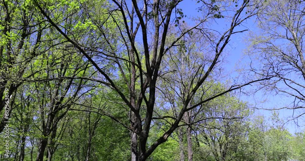 deciduous trees with green foliage in the spring season, sunny weather in the spring season in the park deciduous trees with green foliage in the spring season, sunny weather in the spring season in the park