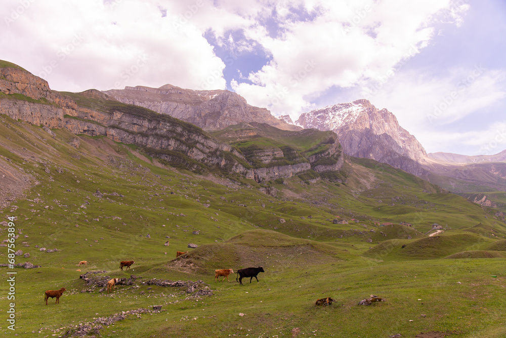 Herd of cows in the mountains. Azerbaijan. Herd of cows in the mountains. Azerbaijan.