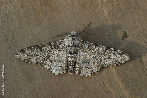 Closeup on the white version of the Peppered moth, Biston betularia photo