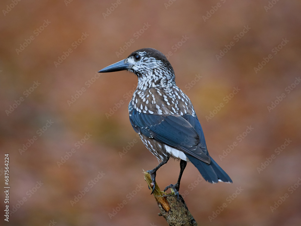 Spotted nutcracker (Nucifraga caryocatactes macrorhynchus) Spotted nutcracker (Nucifraga caryocatactes macrorhynchus)