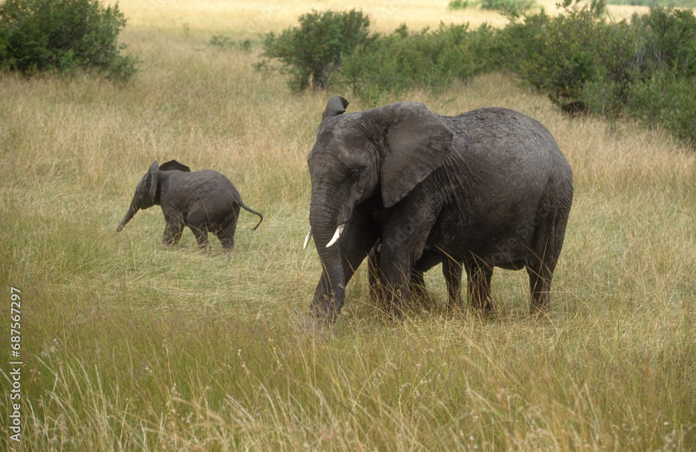 Fototapeta premium Eléphant d'Afrique, Loxodonta africana, Parc national de Masai Mara, Kenya
