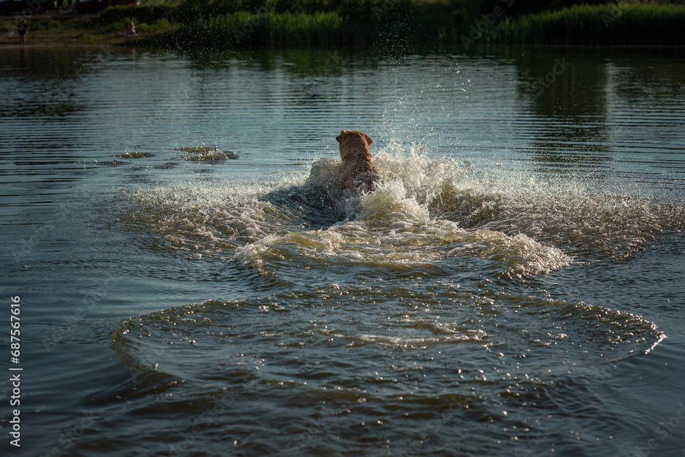 Fototapeta premium A beautiful purebred Labrador plays in a summer lake.