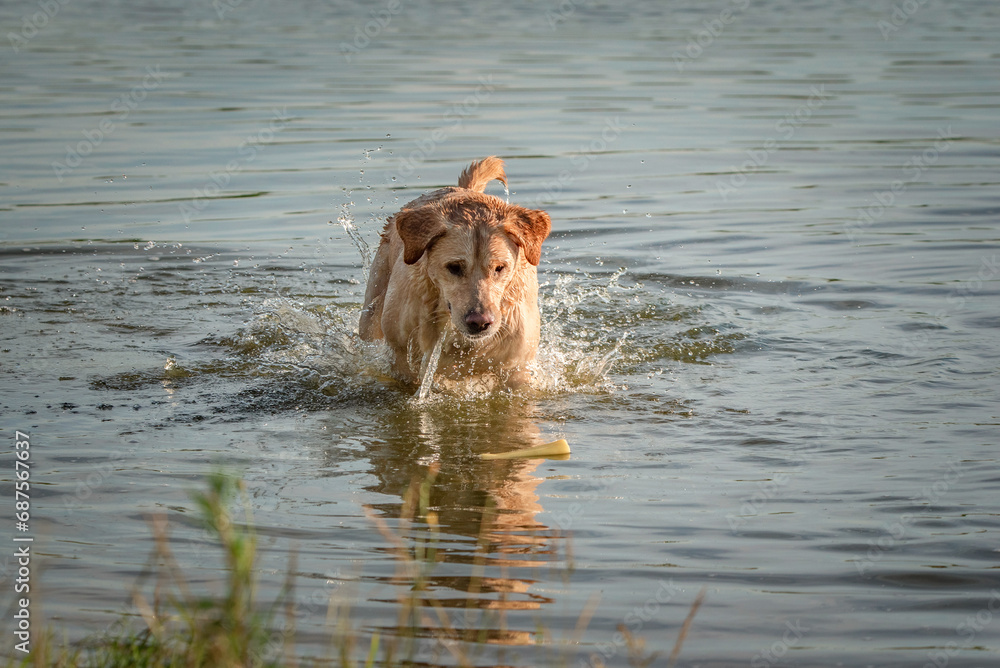 A beautiful purebred Labrador plays in a summer lake. A beautiful purebred Labrador plays in a summer lake.