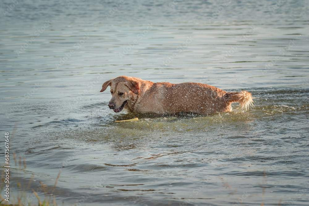 A beautiful purebred Labrador plays in a summer lake. A beautiful purebred Labrador plays in a summer lake.