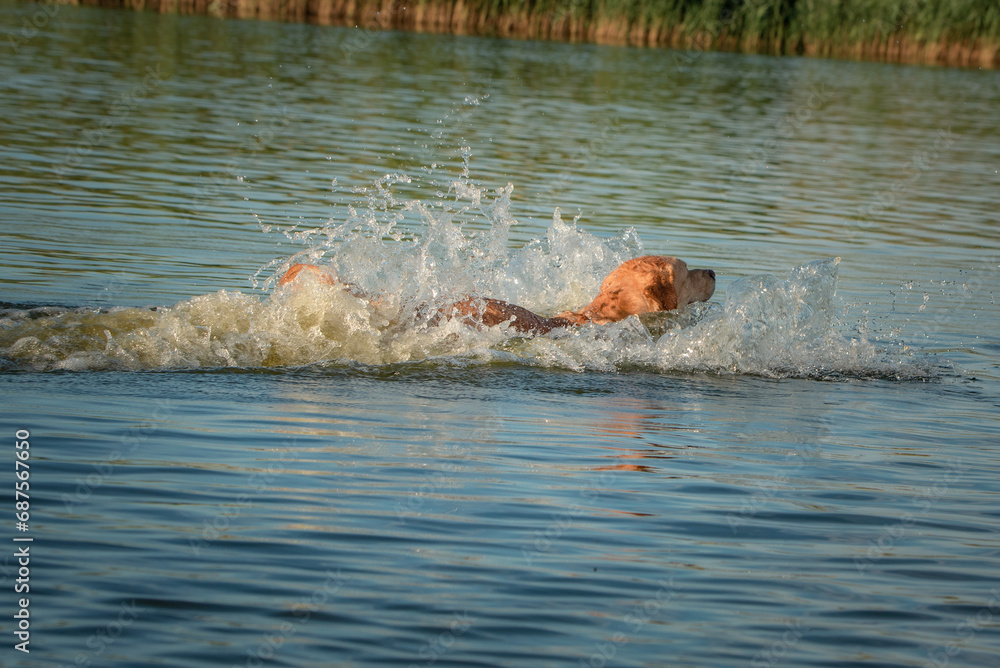 Fototapeta premium A beautiful purebred Labrador plays in a summer lake.