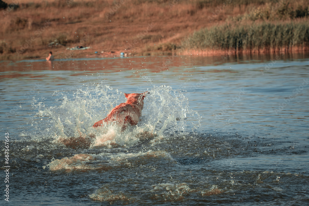 Obraz premium A beautiful purebred Labrador plays in a summer lake.