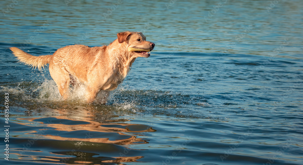 A beautiful purebred Labrador plays in a summer lake. A beautiful purebred Labrador plays in a summer lake.