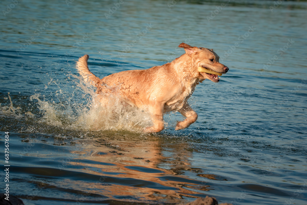 A beautiful purebred Labrador plays in a summer lake. A beautiful purebred Labrador plays in a summer lake.