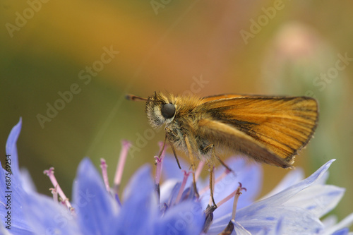 Closeup of adorable Essex skipper butterfly, Thymelicus lineola on a light blue flower © Henk